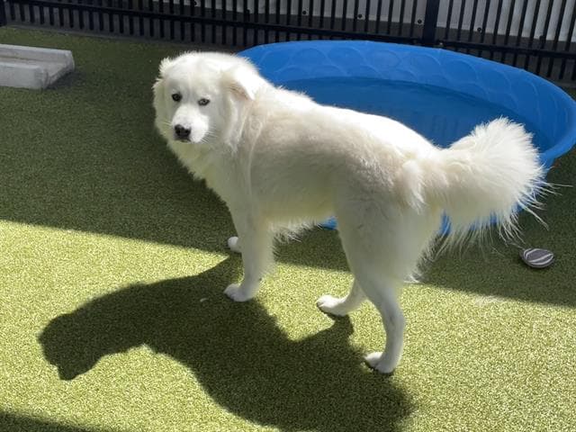 Hansen - Kuvasz