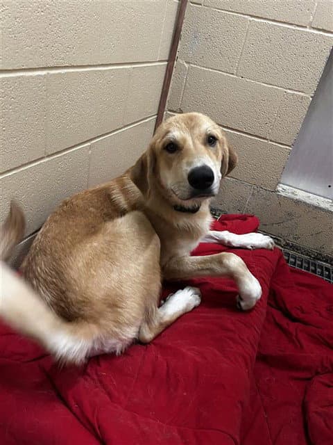 Chance - Labrador Retriever