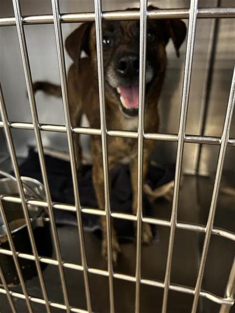 Blitz - Catahoula Leopard Dog