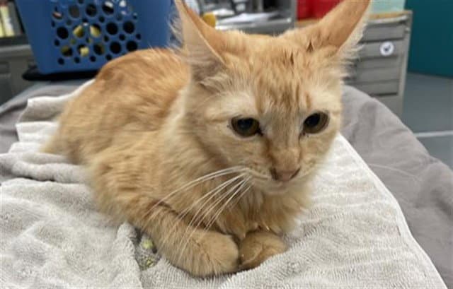Guppie - Domestic Medium Hair