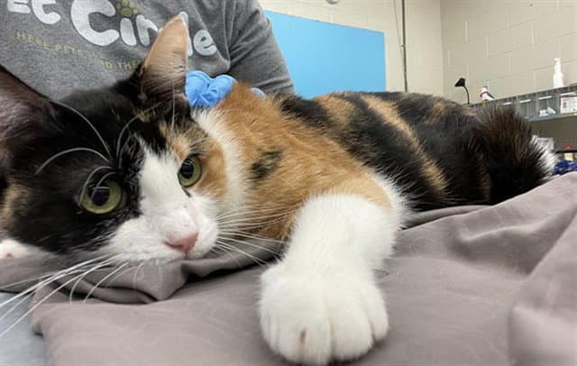 Purr-Anha - Domestic Short Hair