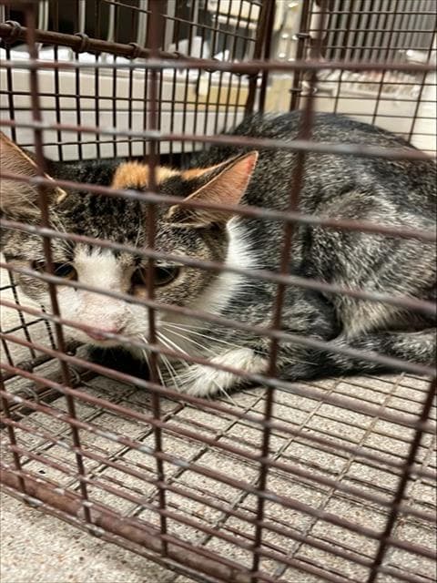 Fishtyque - Domestic Medium Hair
