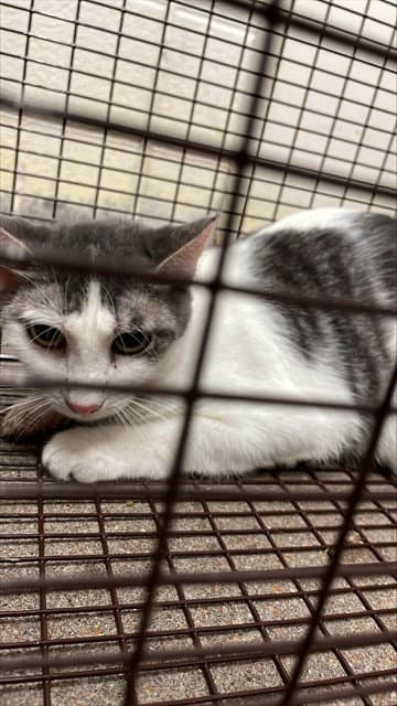 Fingelina Jolie - Domestic Short Hair