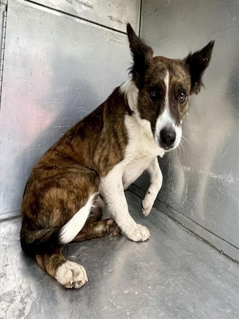 Akula - Border Collie