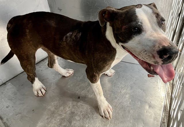 Radiance - American Staffordshire Terrier