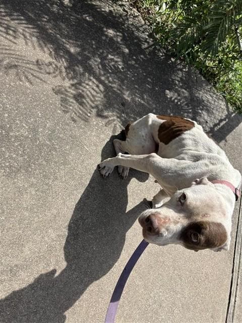 Swayzee - Pit Bull Terrier