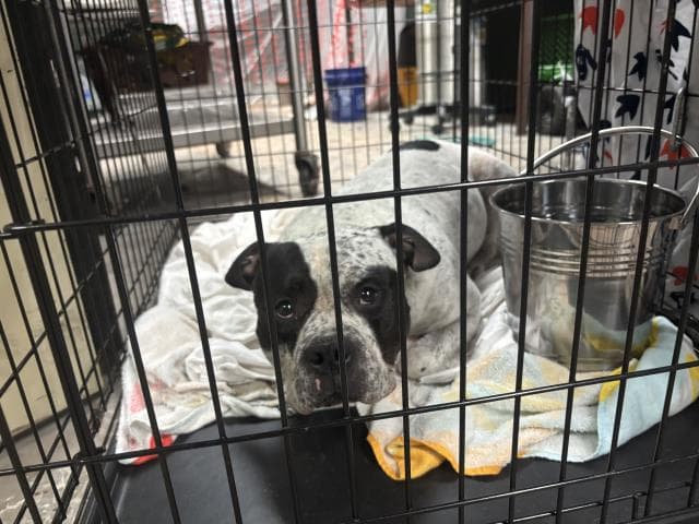 Roscoe - Bulldog