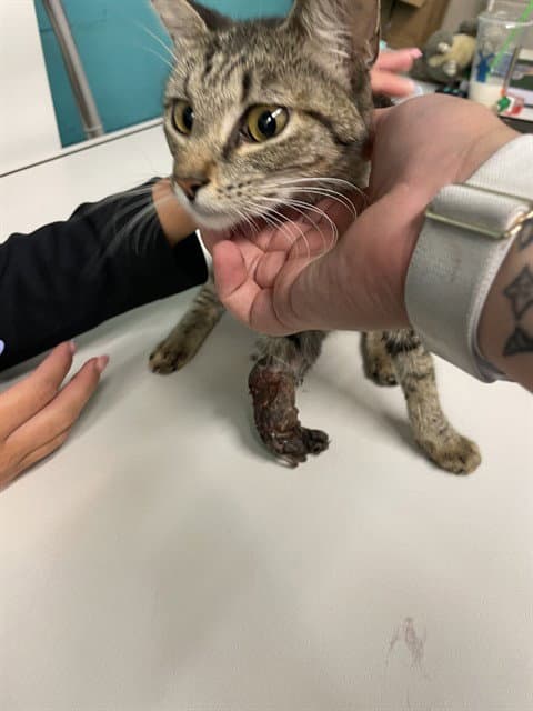 Peggy - Domestic Short Hair