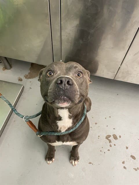 Rembrandt - American Staffordshire Terrier