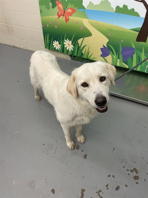 Torvi - Great Pyrenees