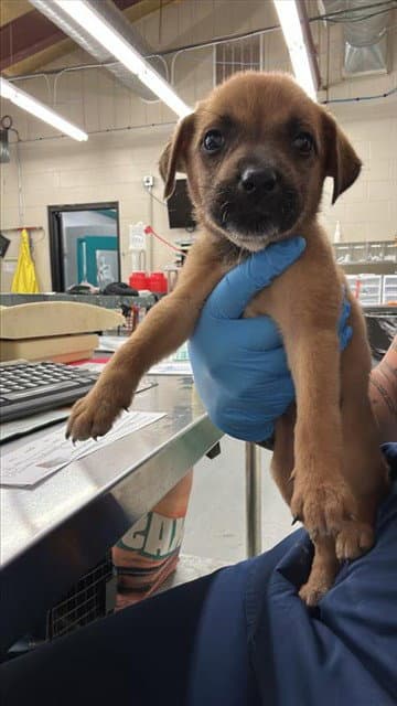Eleanor Love - Pit Bull Terrier