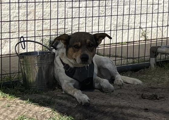Pawncho - Pit Bull Terrier