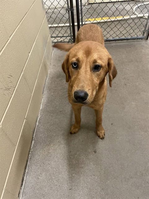 Wasabi - Labrador Retriever