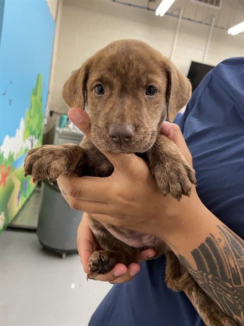 Tampa - Labrador Retriever