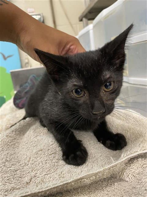 Willouby - Domestic Short Hair