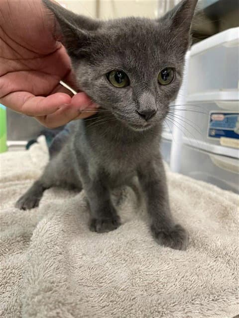 Etta - Domestic Short Hair