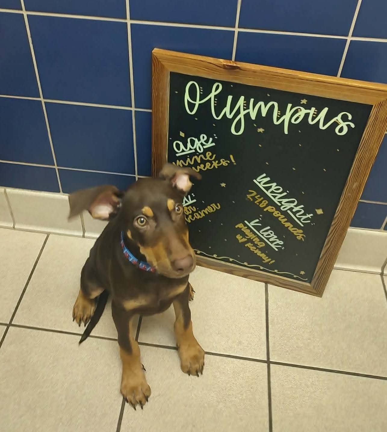Olympus - Doberman Pinscher