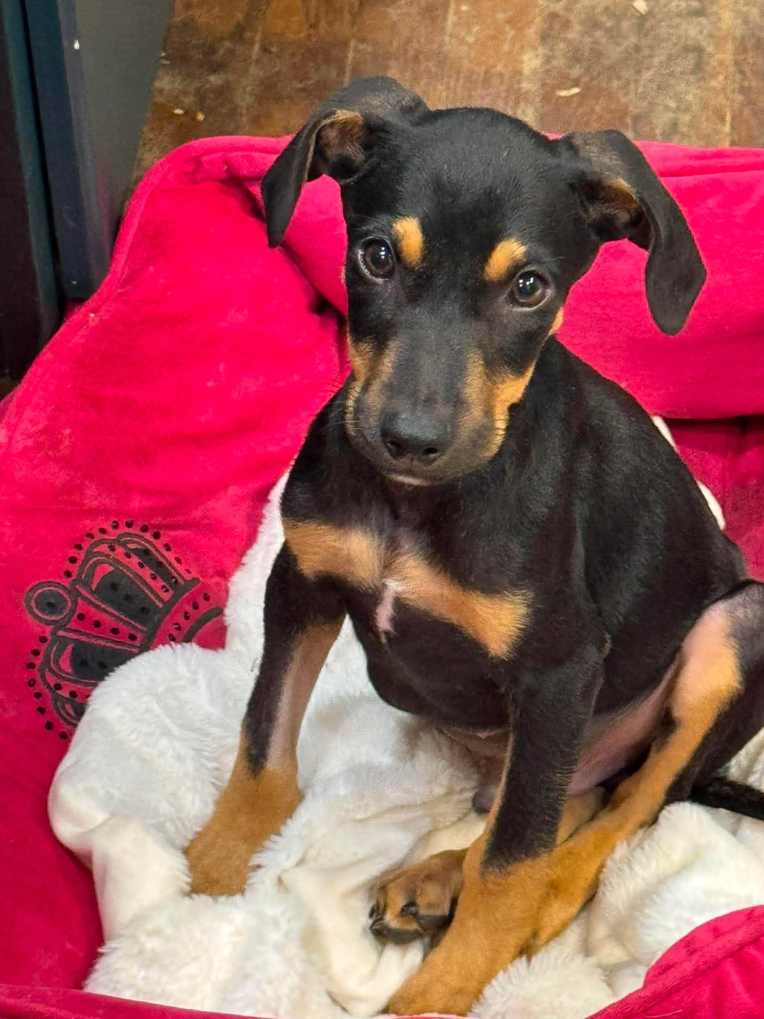 Zion - Doberman Pinscher
