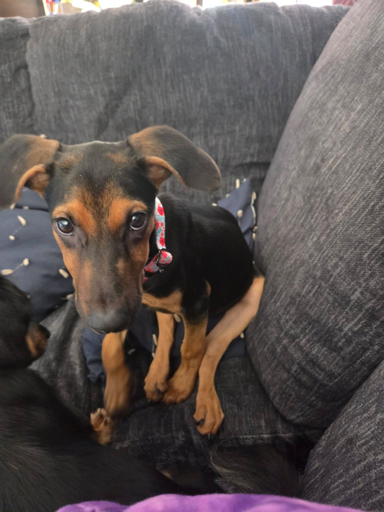 Helen - Doberman Pinscher