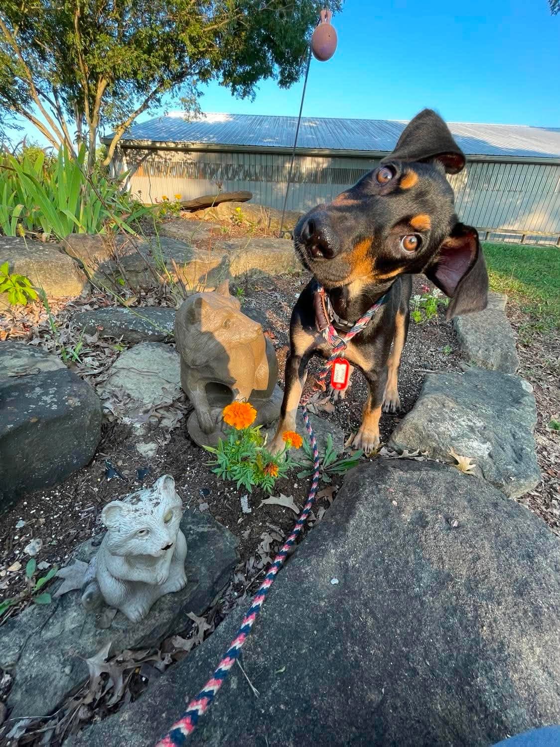 Rainier - Doberman Pinscher