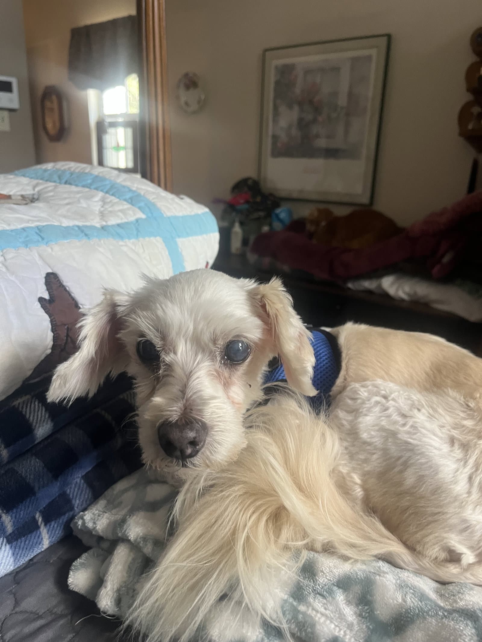 Ava - Poodle (Miniature)