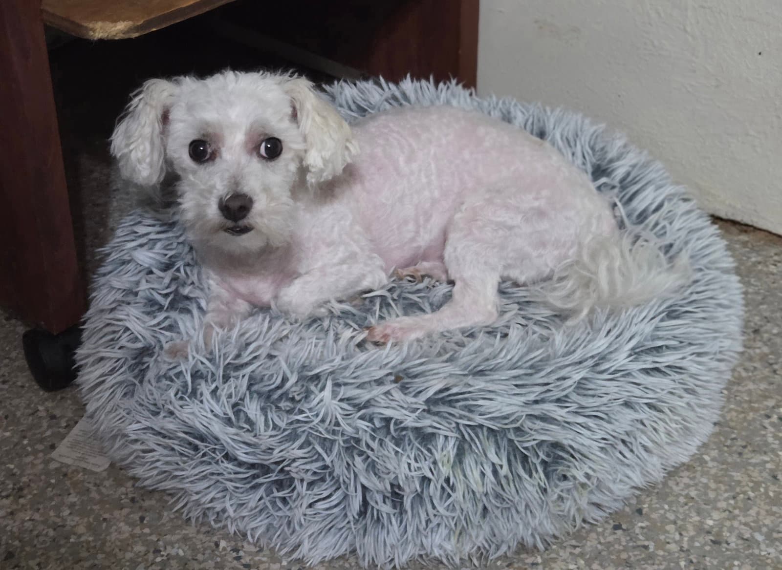 Wrigley - Poodle (Miniature)