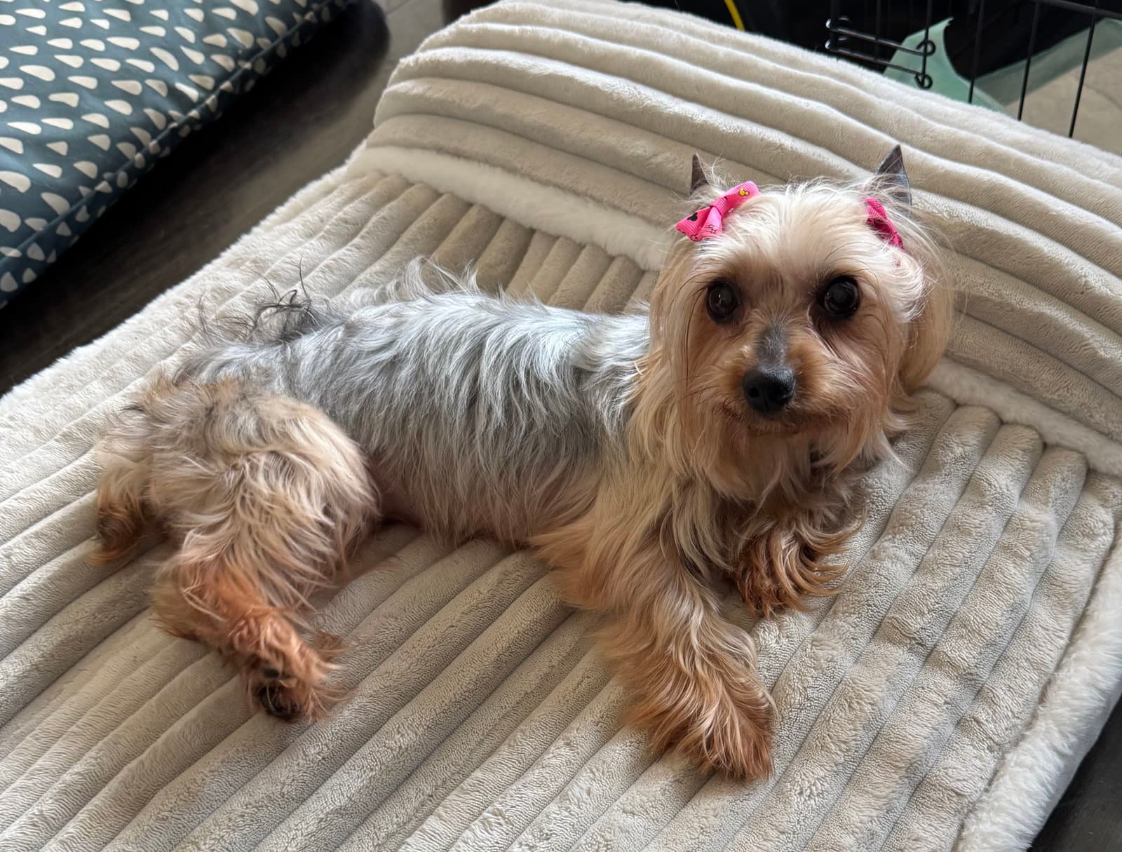 Diana - Yorkshire Terrier Yorkie