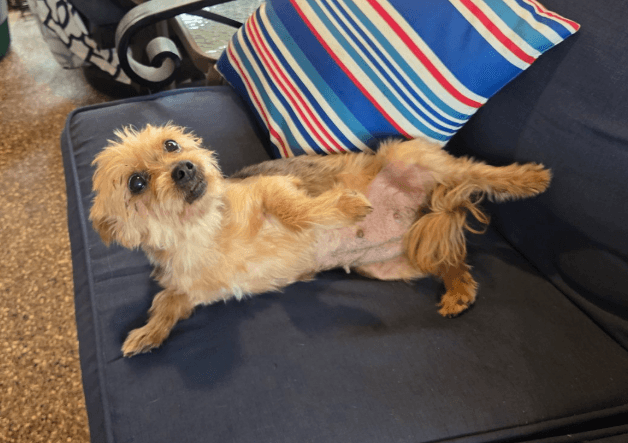 Bella - Yorkshire Terrier Yorkie