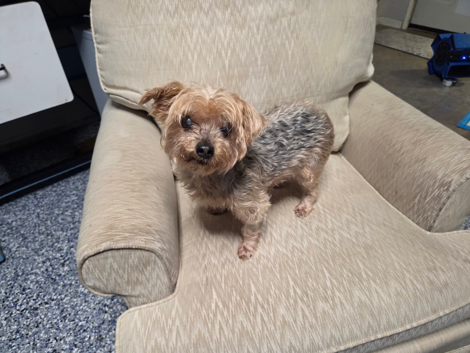 Honey - Yorkshire Terrier Yorkie