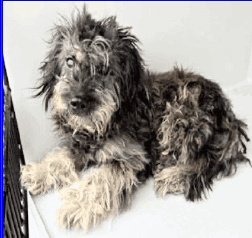Tilly image 1