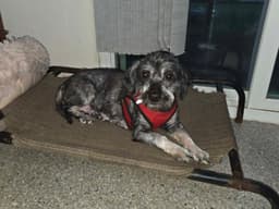 Tilly image 2
