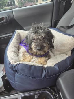 Tilly image 3