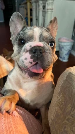 Mable image 1