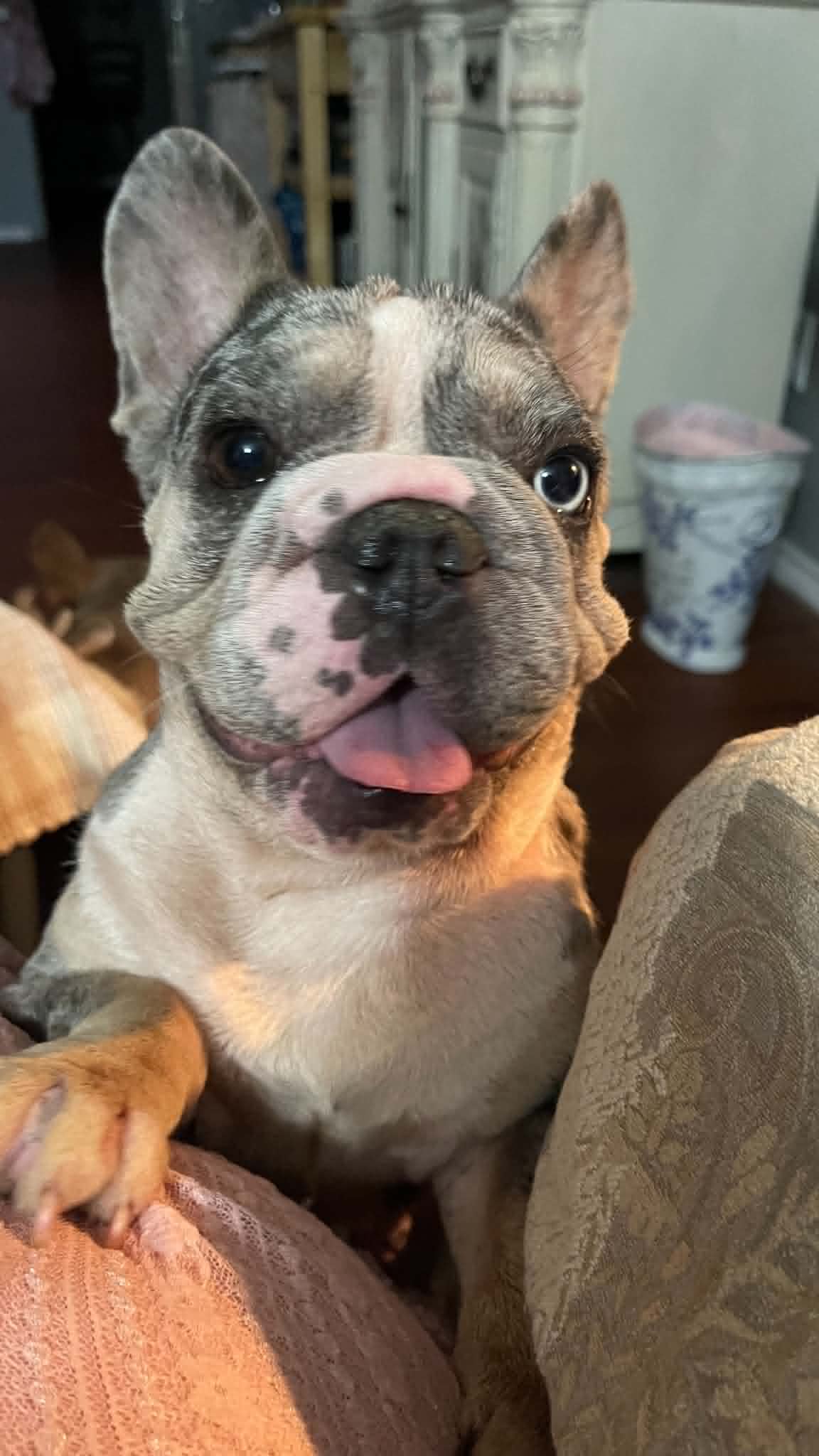 Mable - French Bulldog