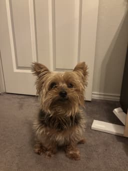 Charlie image 1