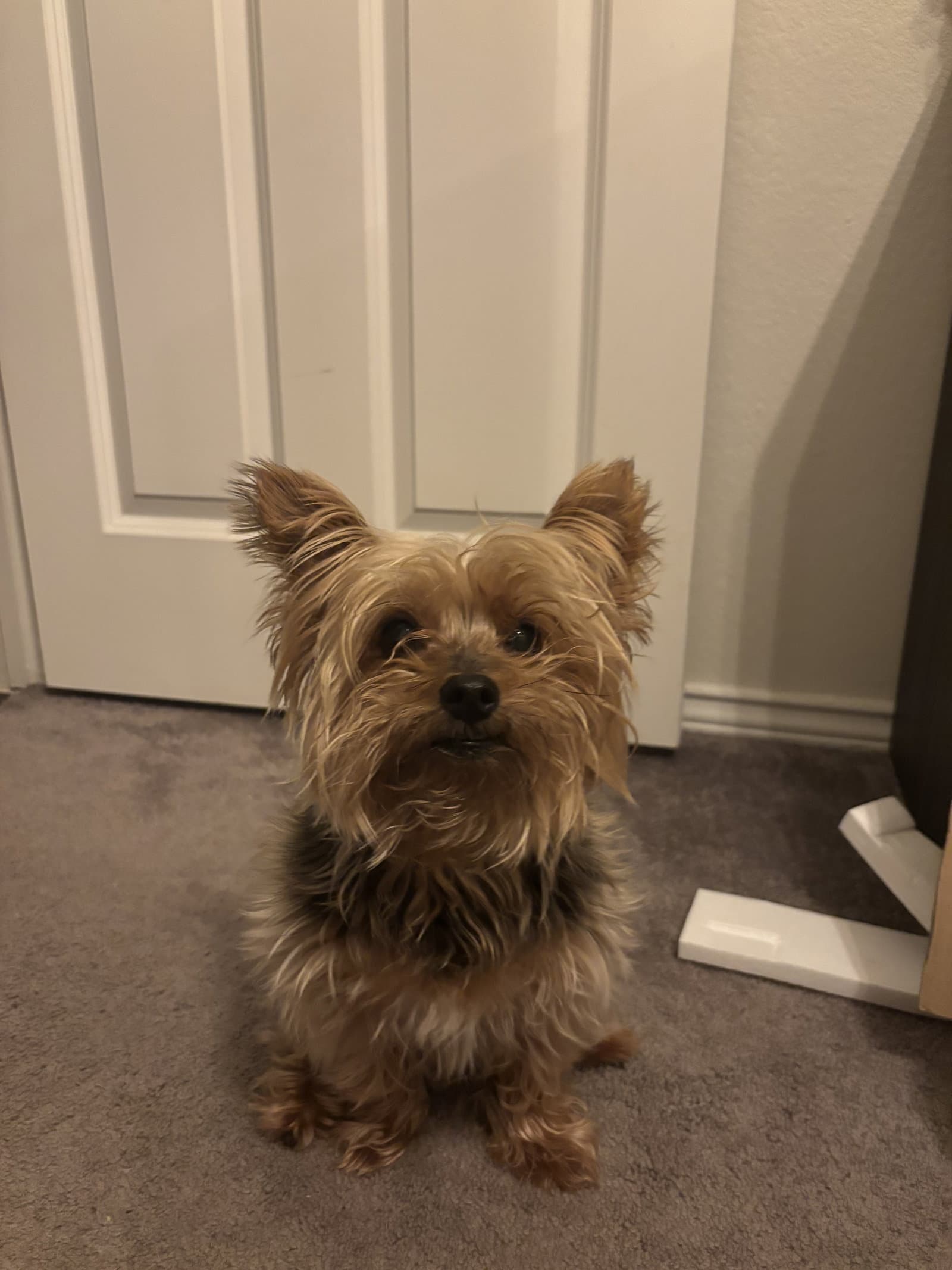 Charlie - Yorkshire Terrier Yorkie