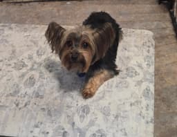Ellie Mae image 1