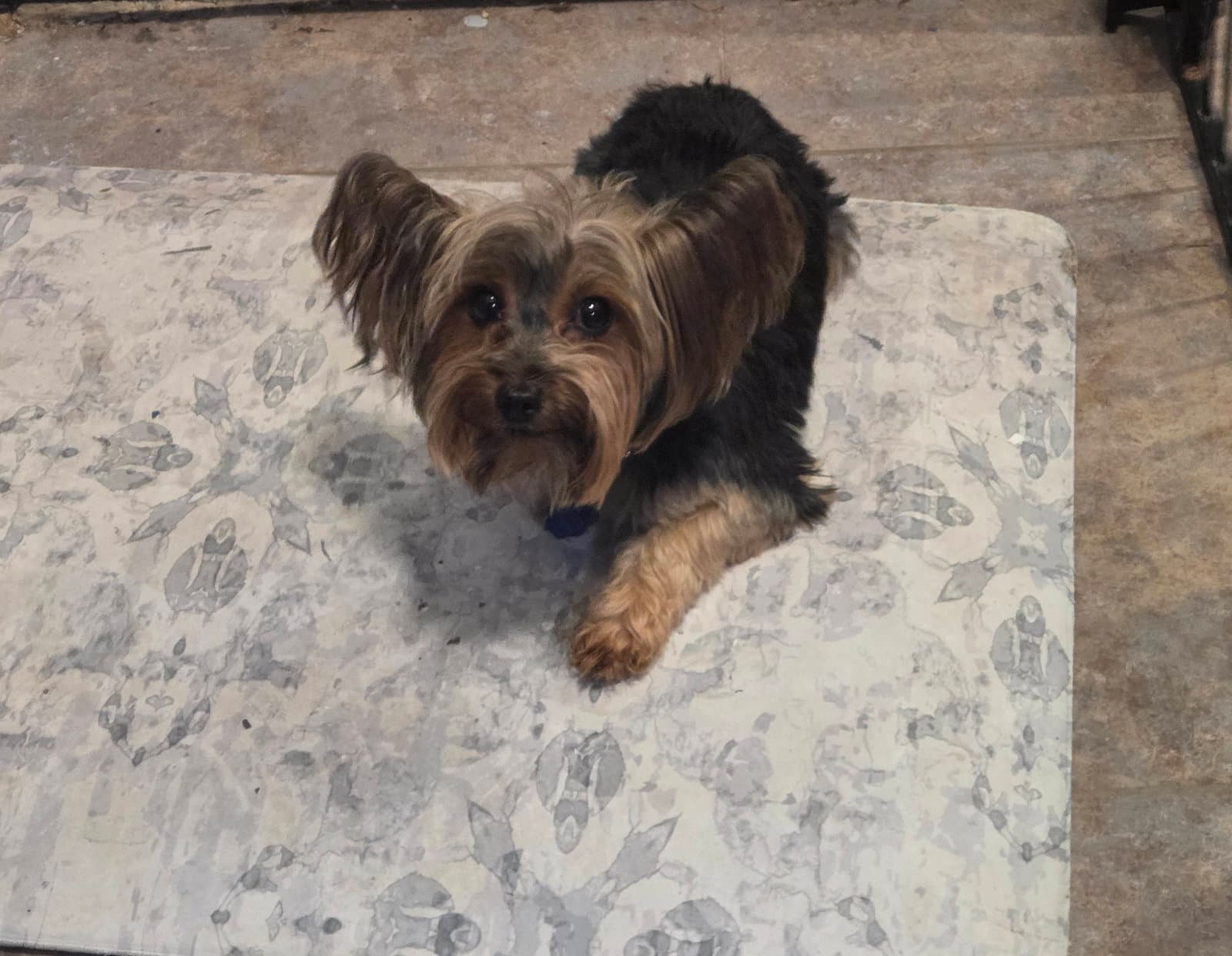 Ellie Mae - Yorkshire Terrier Yorkie