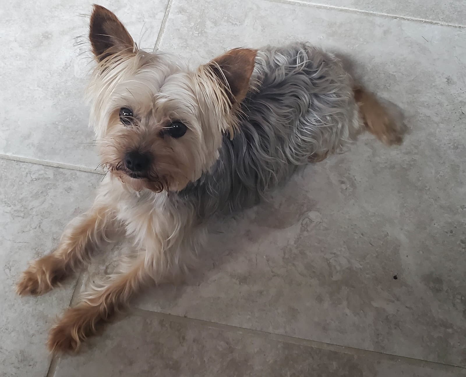 Marty - Yorkshire Terrier Yorkie