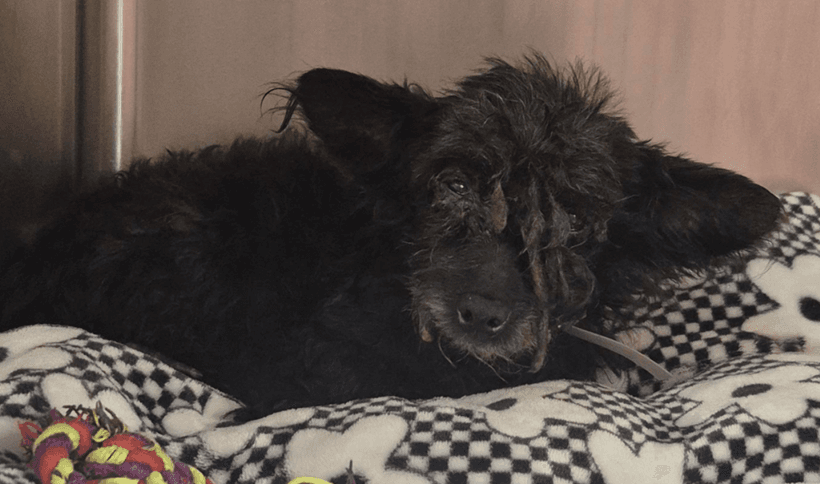 Camilo - Cairn Terrier