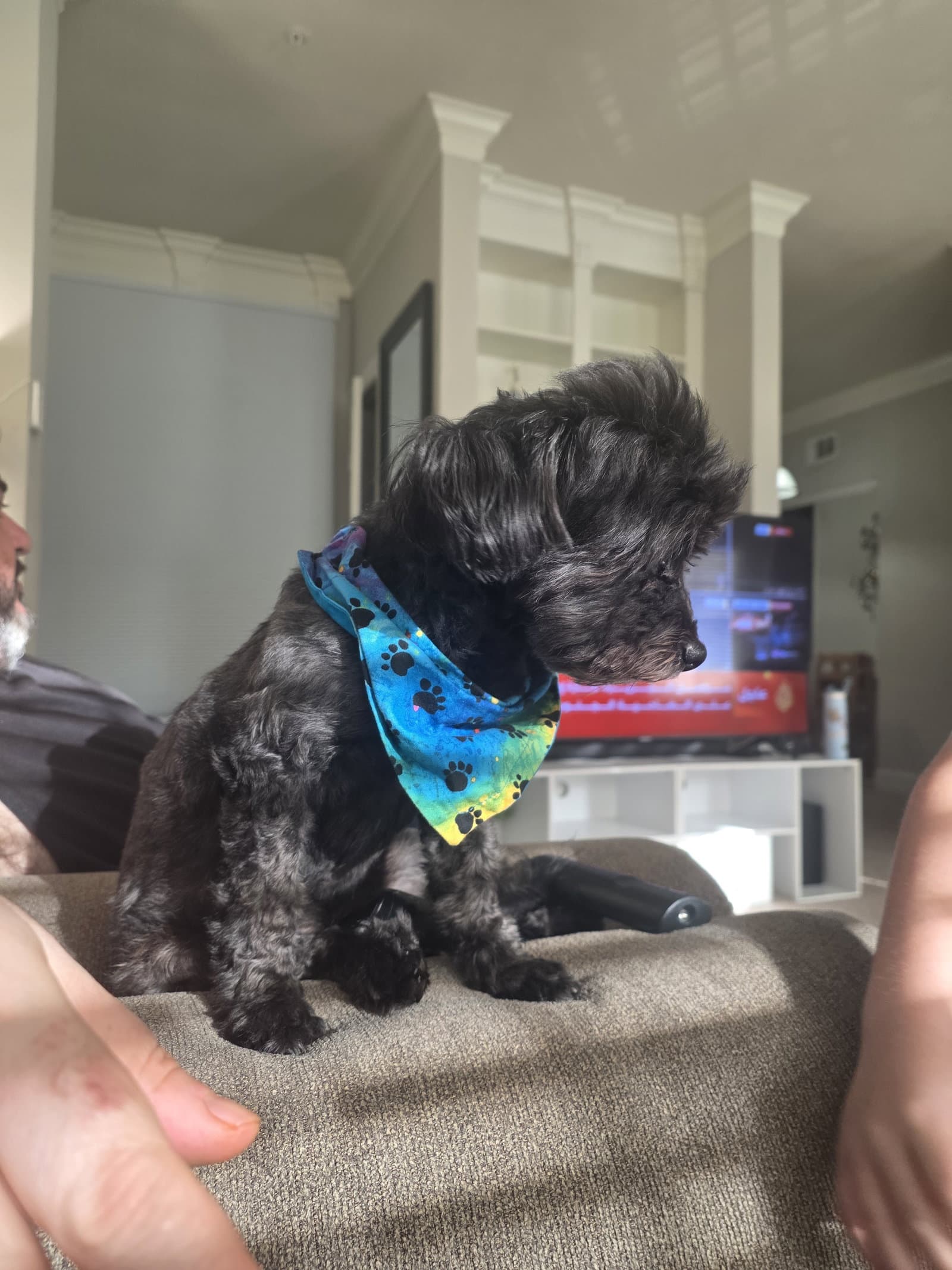 Baby - Maltese