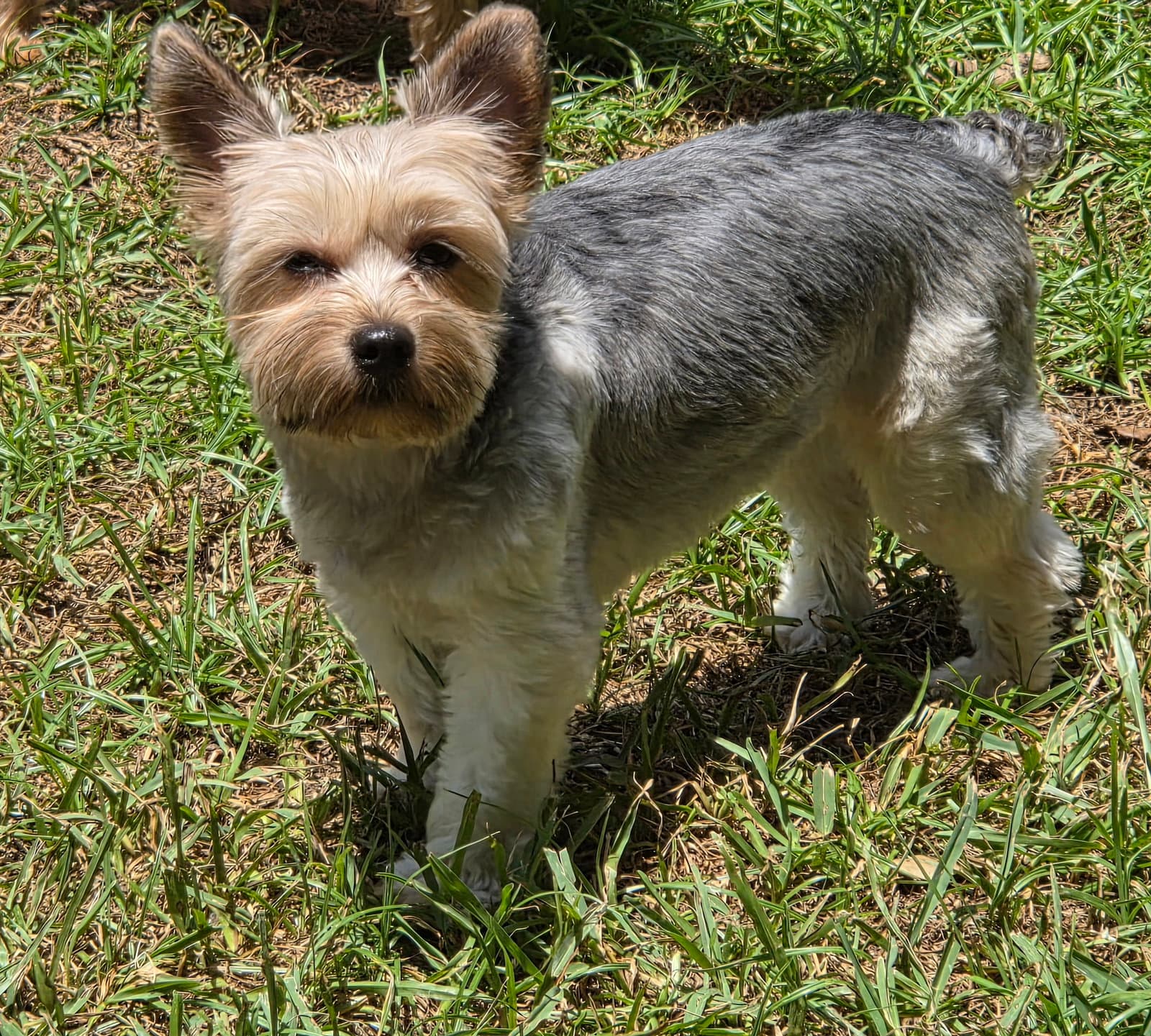 Lily - Yorkshire Terrier Yorkie