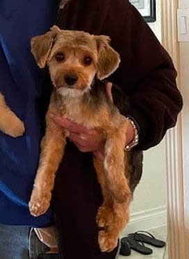 Jumper - Yorkshire Terrier Yorkie