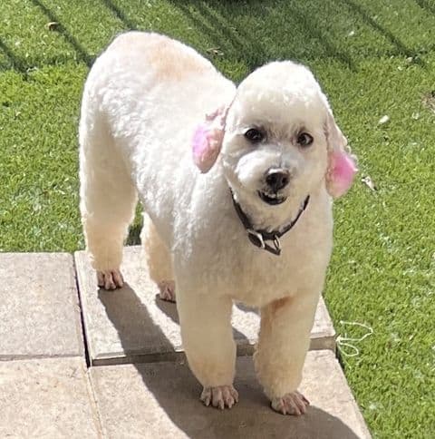 Laveena - Poodle (unknown type)