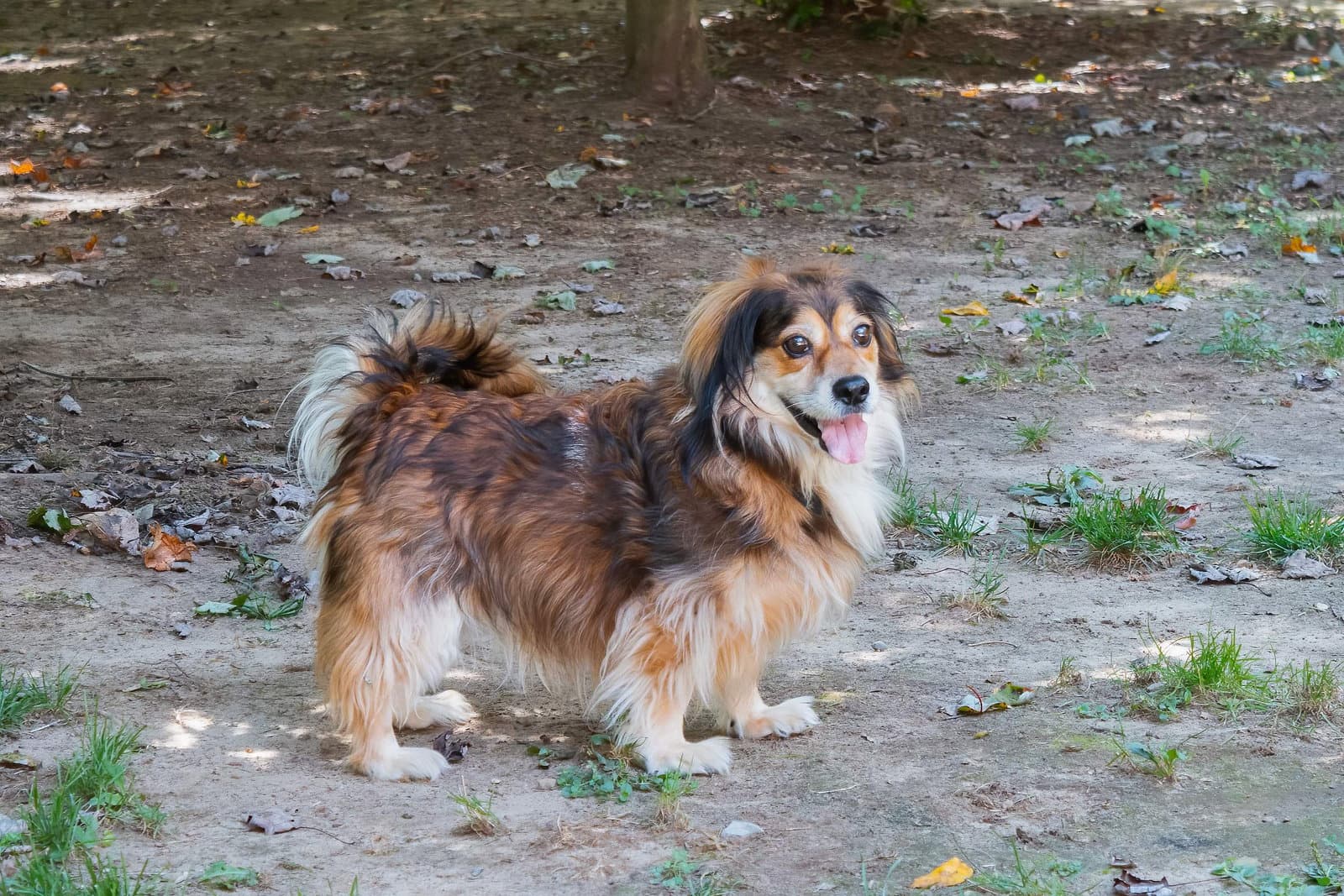 Moko - Dachshund