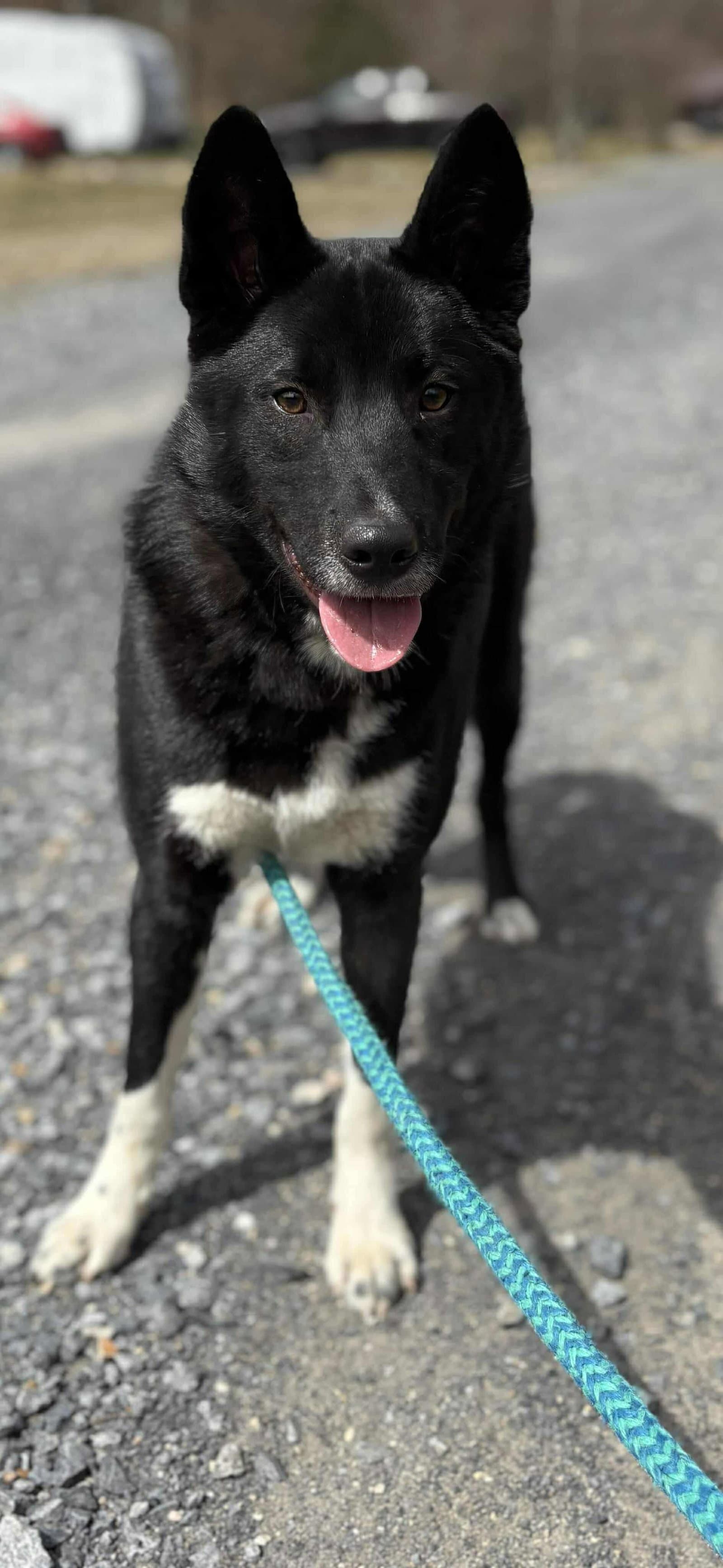 Milton - Border Collie