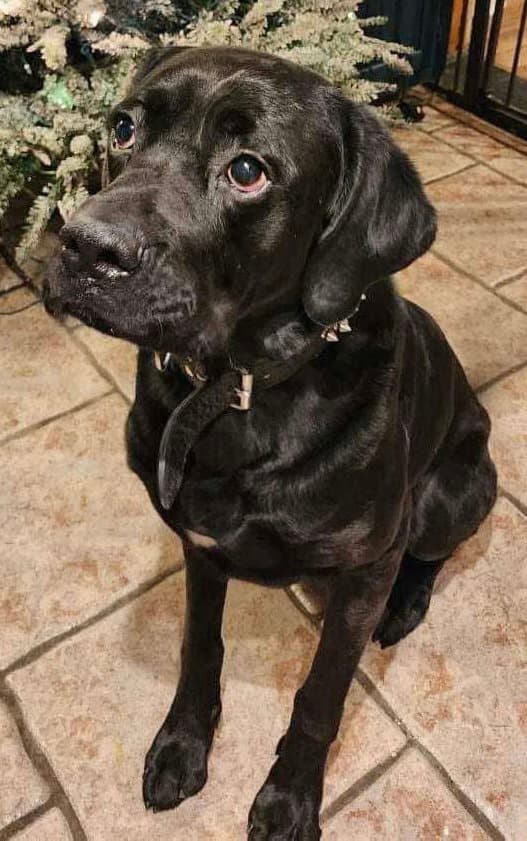 Chunk - Labrador Retriever