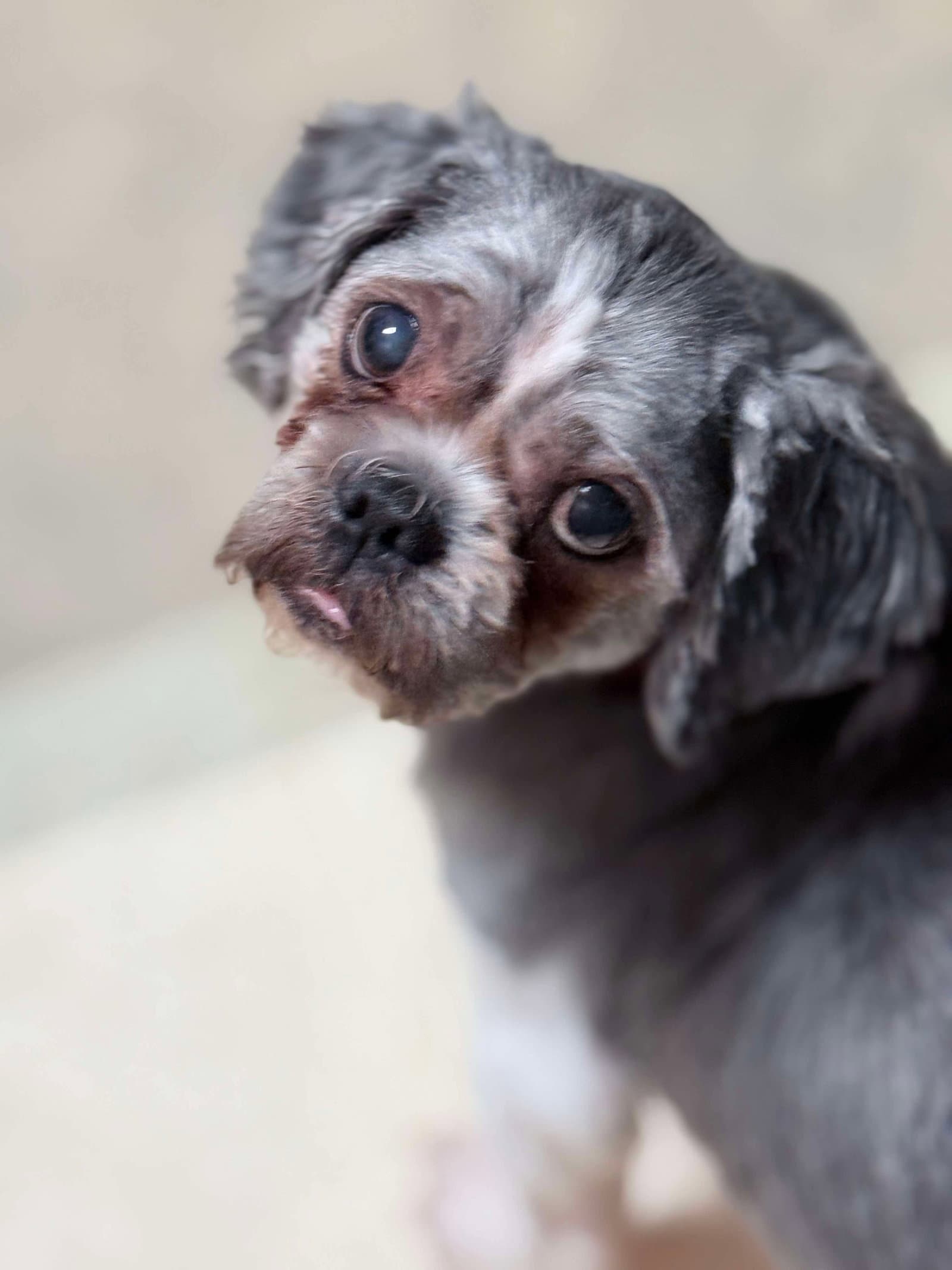 Prince - Shih Tzu