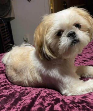 Hudson - Shih Tzu