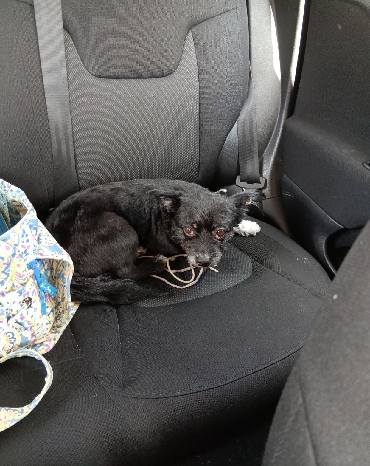 Oreo - Terrier